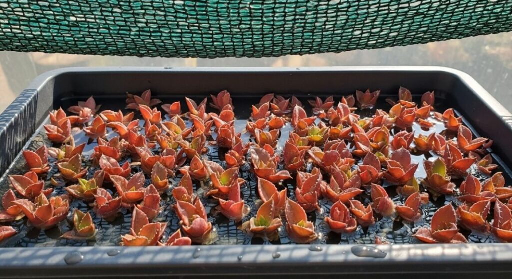 遮光ネットの下で、小さくて赤くなったアガベの子株をトレイに並べて腰水で管理している様子