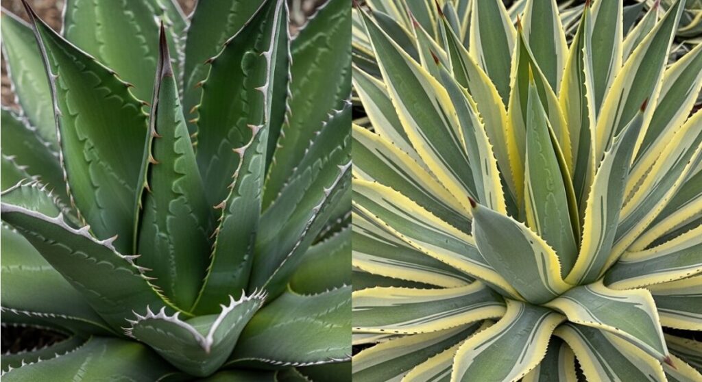 青々としたアオノリュウゼツランと、黄色い斑が美しいバリエガータの葉が並んでいるクローズアップ比較