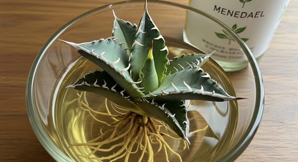 整理されたベアルートのアガベ株(チタノタ)が、透明な容器に入ったメネデール希釈液に浸されている様子