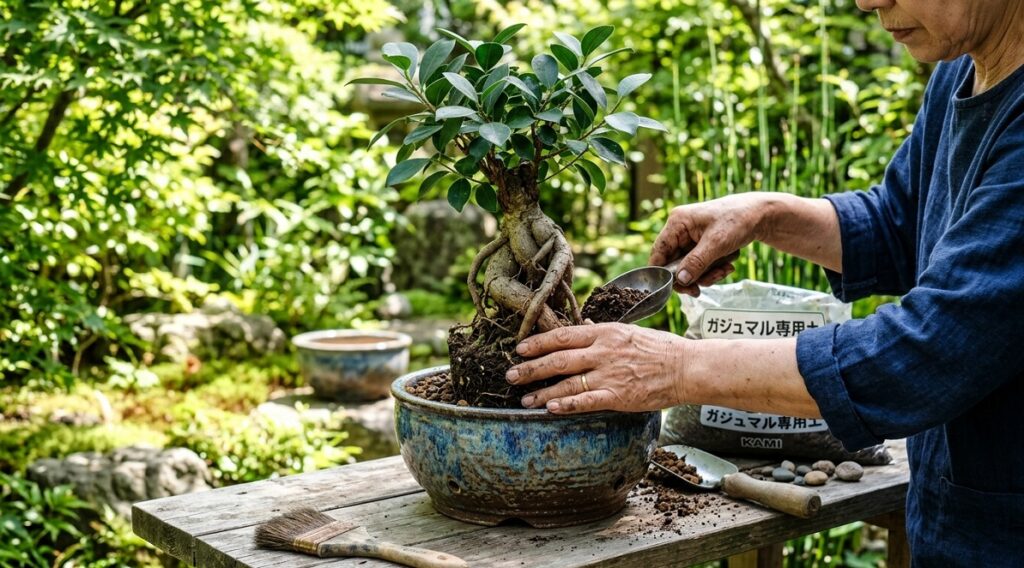 明るい庭先で、日本人の手が丁寧にガジュマルを新しい陶器の鉢へ植え替えている
